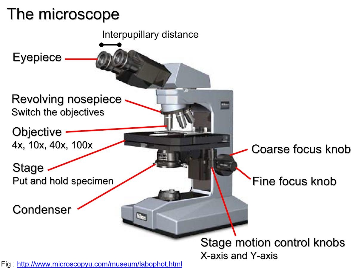 Block1 The Use Of Microscope