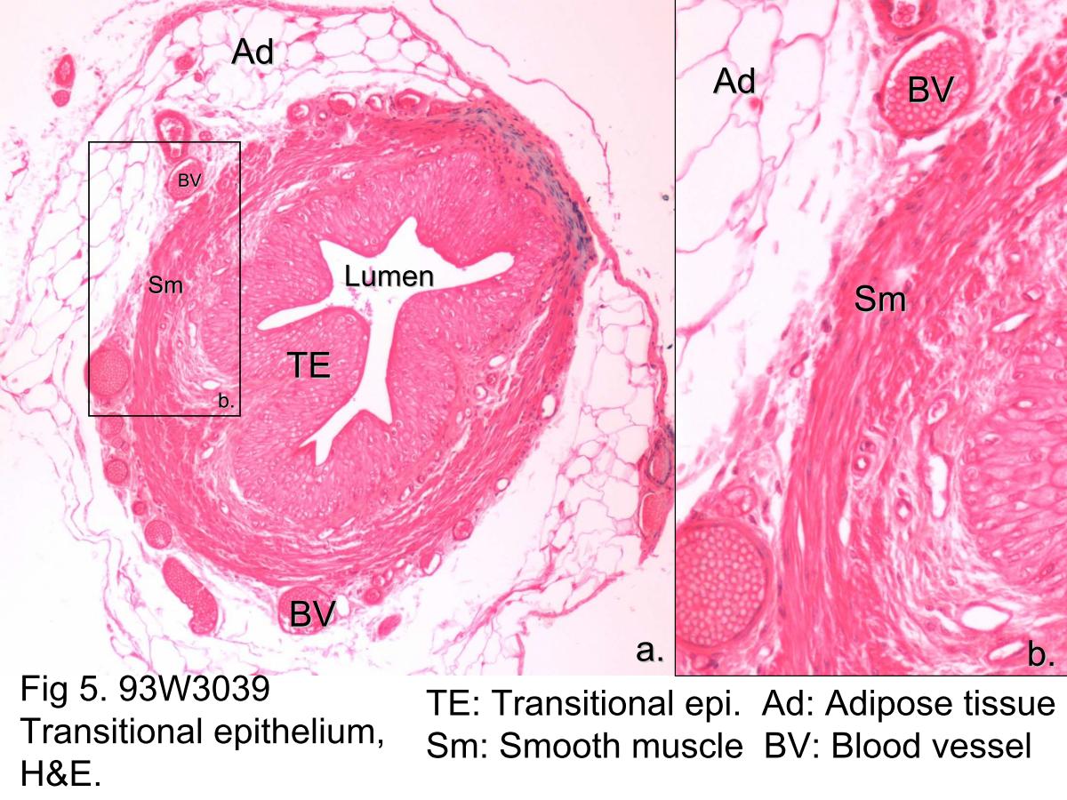 block1_16.jpg - Fig 5. 93W3039 Transitional epithelium, H&E. Thismicrograph is taken from the cross-sectioned ureter. The lumenof the ureter is lined by transitional epithelium (TE). The uretersare muscular tubes that carry urine from the kidneys to thebladder. The wall of the ureter contains smooth muscle (Sm).Because of contraction of the smooth muscle, the luminalsurface is characteristically folded, thus creating a star-likelumen. Surrounding the muscular wall is a loose connectivetissue containing adipose tissue (Ad) and blood vessels (BV).The wall of the ureter in the rectangular area in Fig 7a isexamined at higher magnification as in Fig 7b. Adipose tissue(Ad), smooth muscle (Sm) and blood vessels (BV) could beseen in this micrograph.