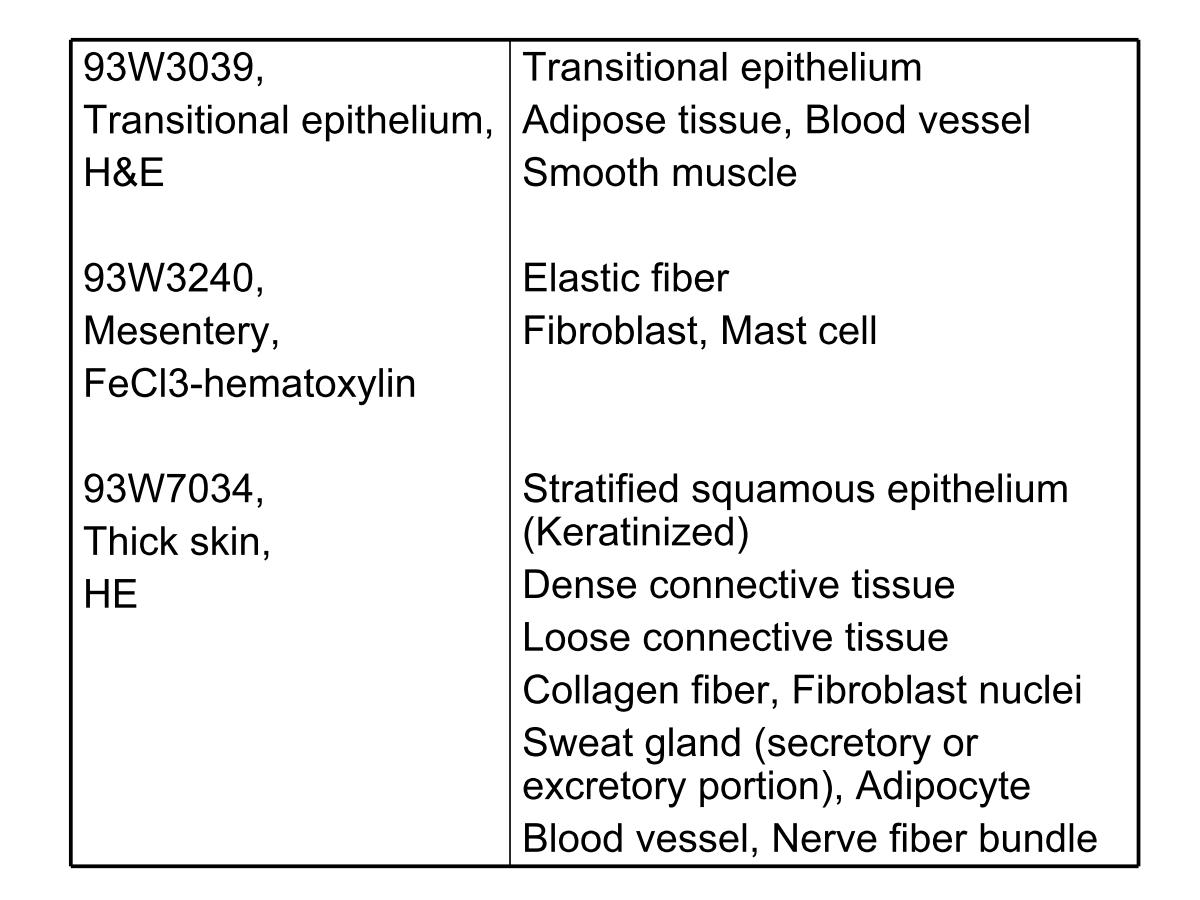 block1_31.jpg - 93W3039, Transitional epithelium, H&E Transitional epithelium, Adipose tissue, Blood vessel,Smooth muscle, Elastic fiber 93W3240, Mesentery, FeCl3-hematoxylin Fibroblast, Mast cell93W7034, Thick skin, HE Stratified squamous epithelium (Keratinized)Dense connective tissue, Loose connective tissue, Collagen fiber, Fibroblast nuclei, Sweat gland (secretory or excretory portion), Adipocyte, Blood vessel, Nerve fiber bundle