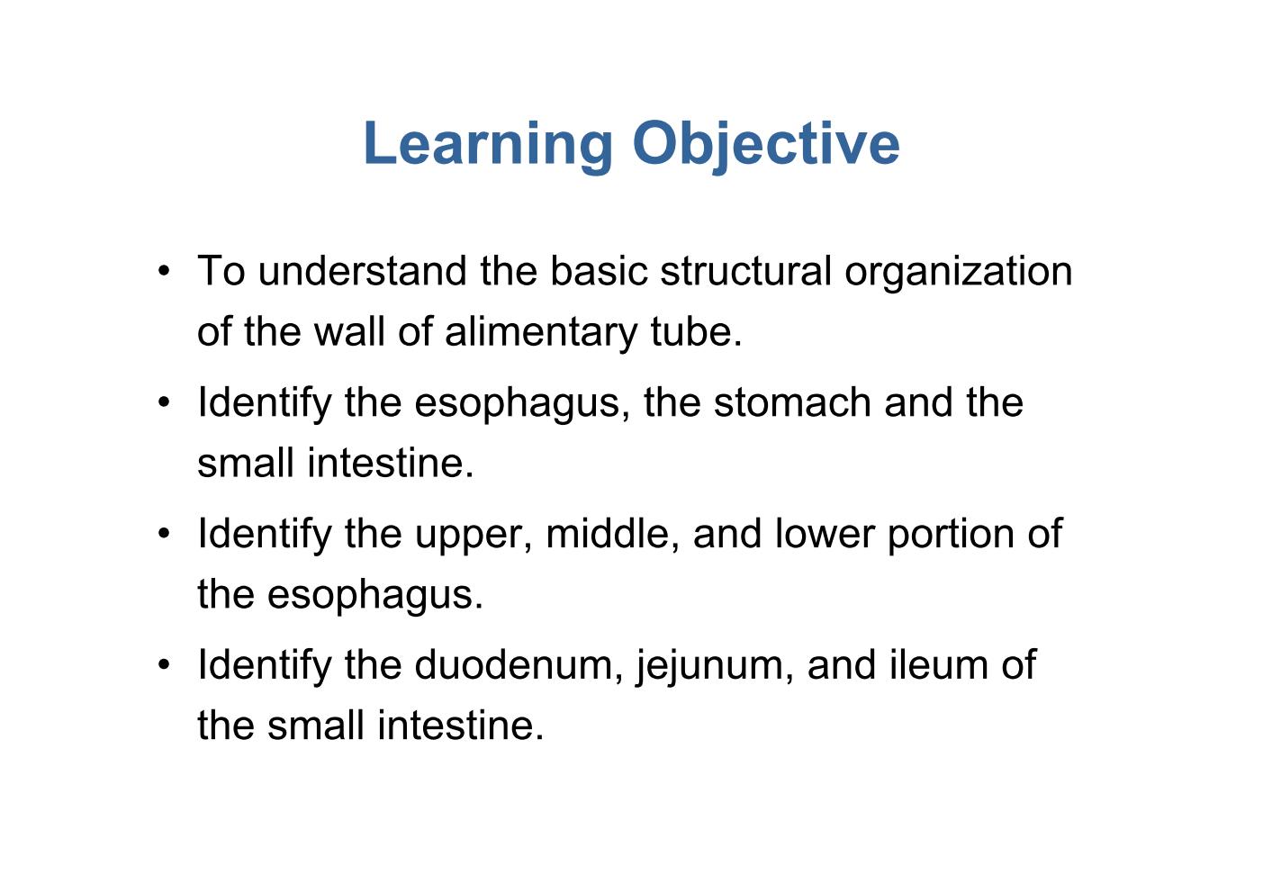 block10-1_04.jpg - Learning Objective¡E To understand the basic structural organization  of the wall of alimentary tube.¡E Identify the esophagus, the stomach and the  small intestine.¡E Identify the upper, middle, and lower portion of  the esophagus.¡E Identify the duodenum, jejunum, and ileum of  the small intestine.