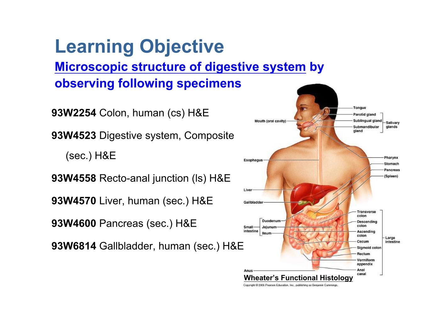 block10-2_03.jpg - Learning ObjectiveMicroscopic structure of digestive system byobserving following specimens93W2254 Colon, human (cs) H&E93W4523 Digestive system, Composite  (sec.) H&E93W4558 Recto-anal junction (ls) H&E93W4570 Liver, human (sec.) H&E93W4600 Pancreas (sec.) H&E93W6814 Gallbladder, human (sec.) H&E