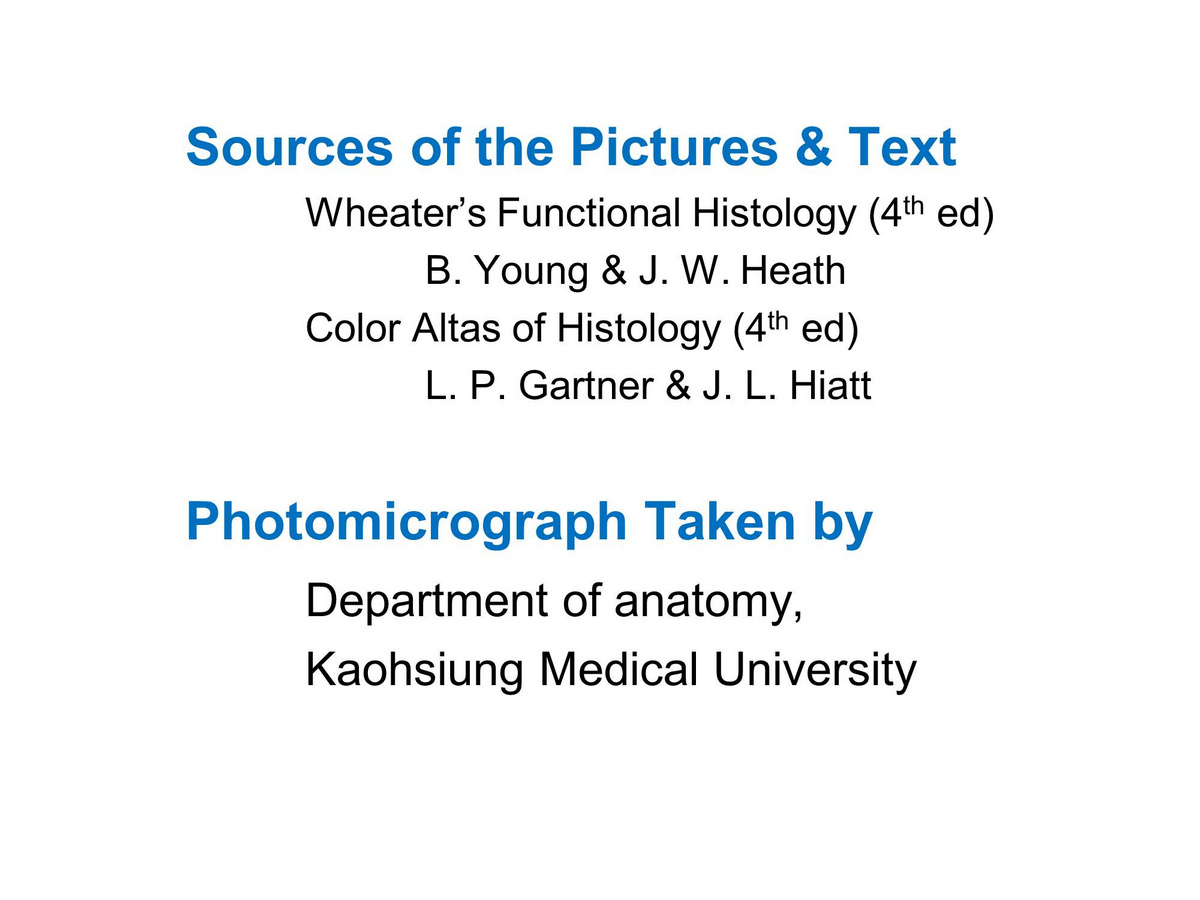 block15_02.jpg - Sources of the Pictures & TextWheater��s Functional Histology (4th ed) B. Young & J. W. HeathColor Altas of Histology (4th ed) L. P. Gartner & J. L. HiattPhotomicrograph Taken byDepartment of anatomy, Kaohsiung Medical University
