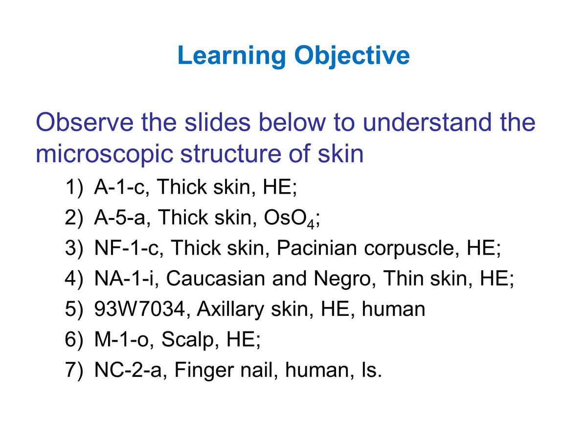 block15_03.jpg - Learning ObjectiveObserve the slides below to understand the microscopic structure of skin1) A-1-c, Thick skin, HE;2) A-5-a, Thick skin, OsO4;3) NF-1-c, Thick skin, Pacinian corpuscle, HE;4) NA-1-i, Caucasian and Negro, Thin skin, HE;5) 93W7034, Axillary skin, HE, human6) M-1-o, Scalp, HE;7) NC-2-a, Finger nail, human, ls.