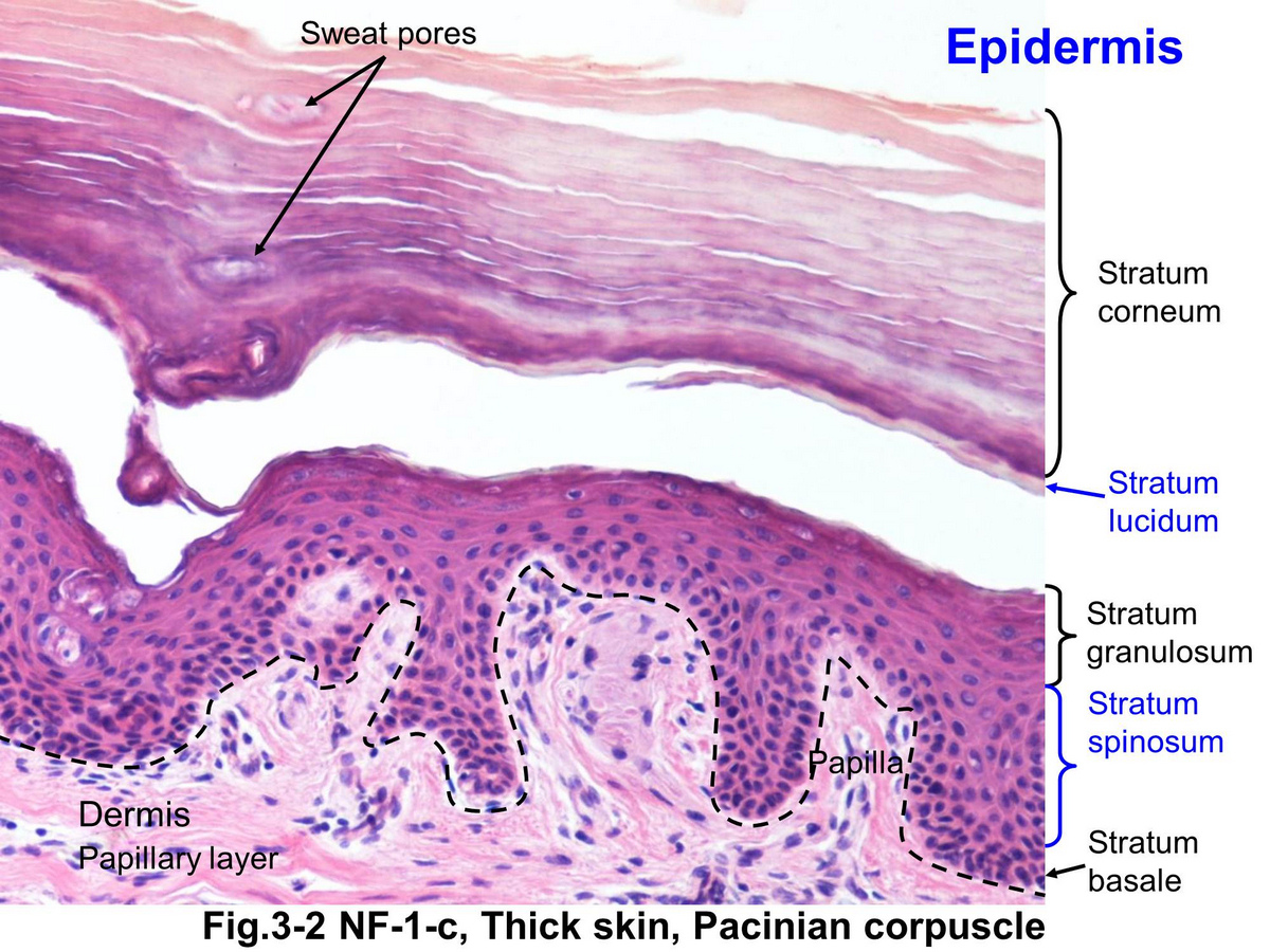 layers of the epidermis stratum granulosum