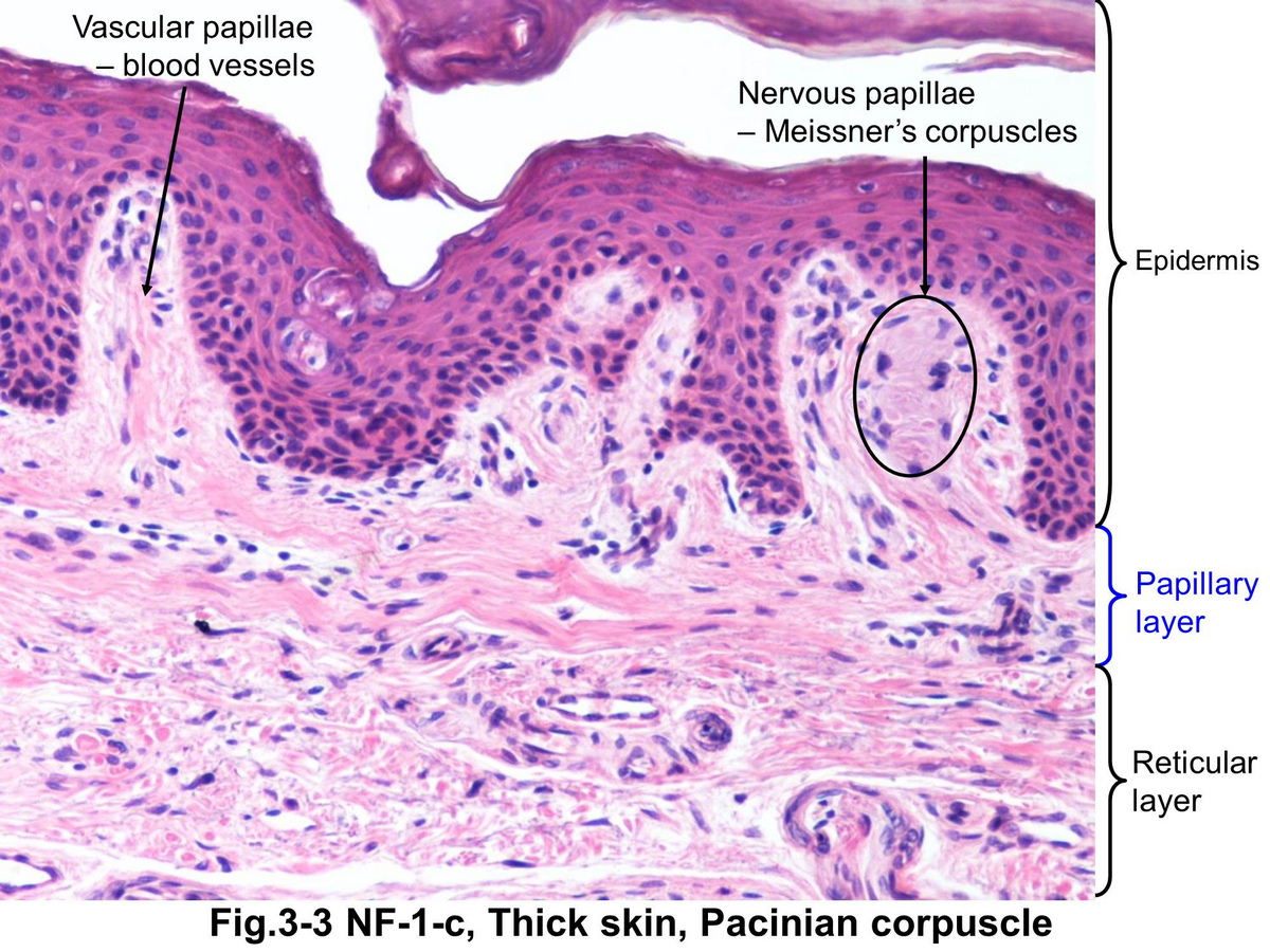 block15_13.jpg - Fig. 3-3 Higher magnification of the epidermis and dermis. The junction between the dermis and epidermis as seen with LM presents an extremely uneven boundary. The papillary layer consists of loose connective tissue immediately beneath the epidermis. The reticular layers varies in thickness in different parts of the body but it considerably thicker and less cellular than the papillary layer.