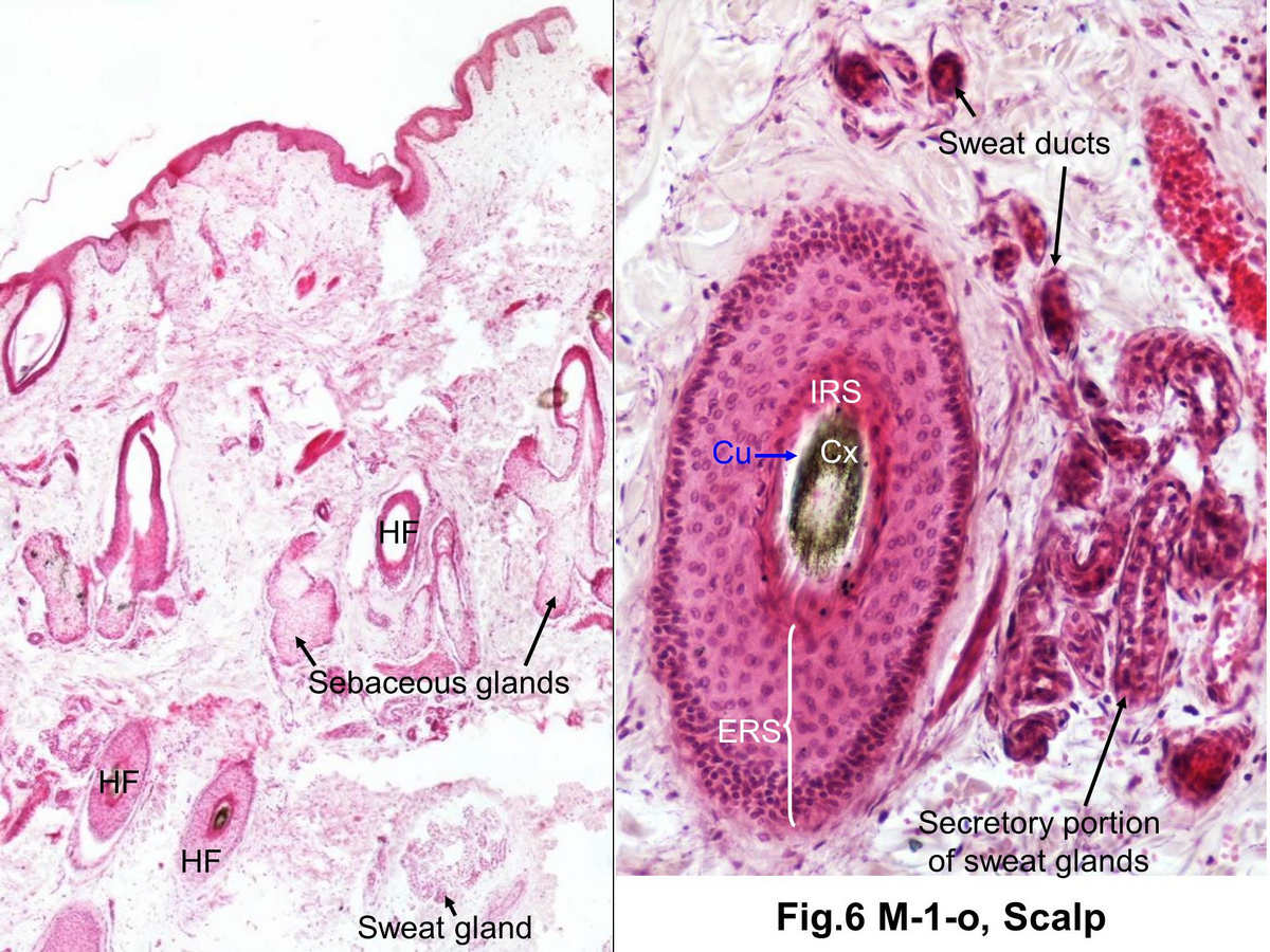 block15_27.jpg - Fig. 6 Hair follicle. The outermost part of the fair follicle is a downgrowth of the epidermisdesignated the external root sheath (ERS). The internal root sheath (IRS) is a multilayered cellualr covering that surrounds the cuticle (Cu) and cortex (Cx) of the hair.