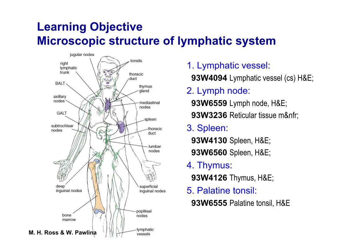 block3_03.jpg - Learning Objective  Microscopic structure of lymphatic system                           1. Lymphatic vessel:                            93W4094 Lymphatic vessel (cs) H&E;                           2. Lymph node:                            93W6559 Lymph node, H&E;                            93W3236 Reticular tissue m𝔫                           3. Spleen:                            93W4130 Spleen, H&E;                            93W6560 Spleen, H&E;                           4. Thymus:                            93W4126 Thymus, H&E;                           5. Palatine tonsil:                            93W6555 Palatine tonsil, H&E
