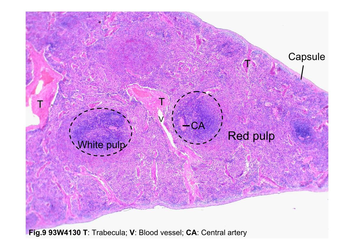 block3_18.jpg - Fig.9 93W4130 Spleen, H&E. Note the capsule with severaltrabeculae (T) projecting into the substance of the spleen. Inthe center, there is a trabecula containing a blood vessel (V).The substance of the spleen is divided into white pulp and redpulp. White pulp (in the black dash line circles) consists oflymphocytes arranged around a central artery (CA). The redpulp constitutes the other greater bulk of the splenic tissue.