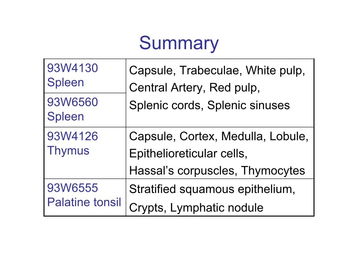 block3_29.jpg - 93W4130 Spleen                93W6560 Spleen       Capsule, Trabeculae, White pulp,Central Artery, Red pulp,Splenic cords, Splenic sinuses93W4126 Thymus                Capsule, Cortex, Medulla, Lobule,Epithelioreticular cells,Hassal's corpuscles, Thymocytes93W6555 Palatine tonsil        Stratified squamous epithelium,Crypts, Lymphatic nodule
