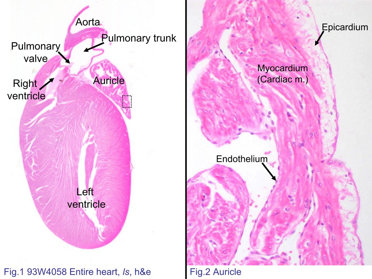 endothelium heart