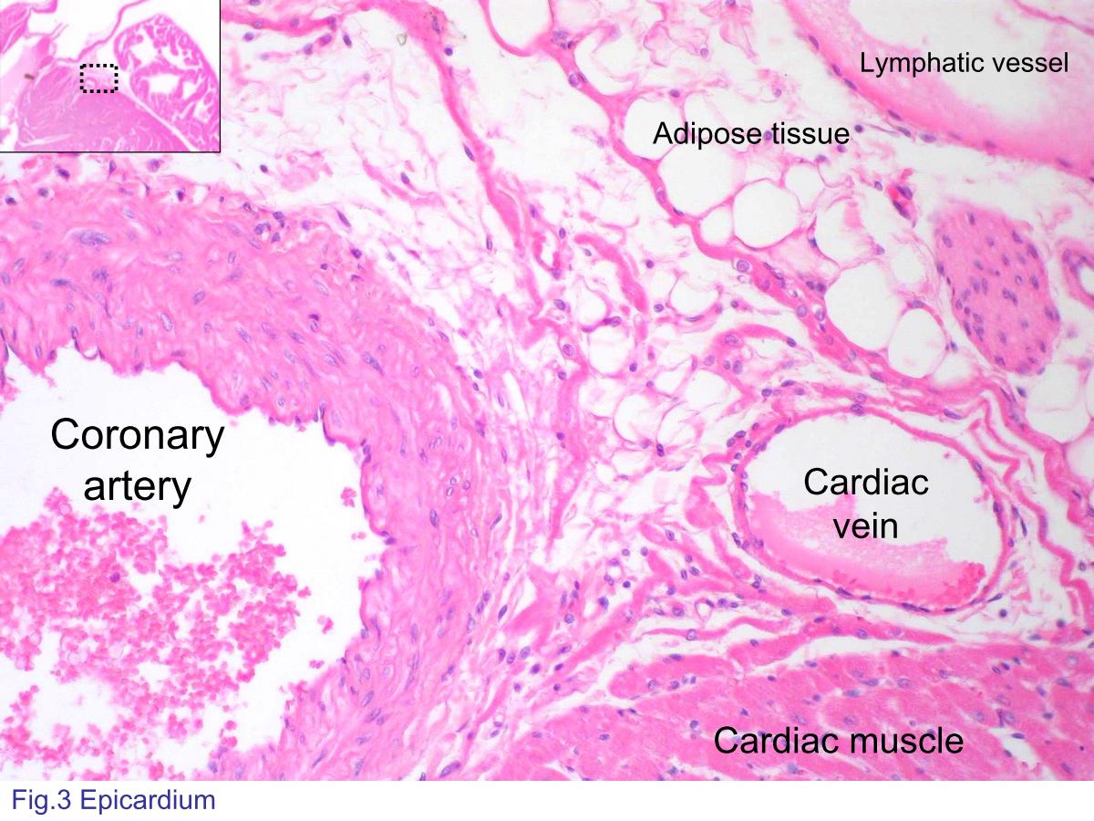 block4_06.jpg - Fig.3 Photomicrograph of epicardium (visceralpericardium). Here shows an area where the epicardiumcontains the branches of coronary artery and the cardiac vein.There is a lymphatic vessel without blood cells inside in thisslide.The black dashed line rectangle in inset figure shows theorientation of the photomicrograph in lower magnification. Nomore explanation is given in the following figures.