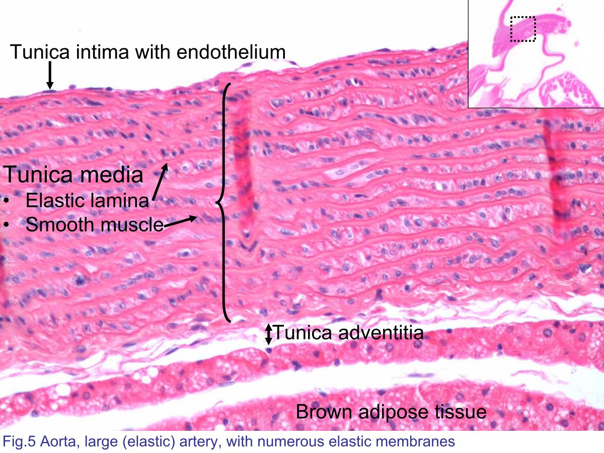 block4_10.jpg - Fig.5 Aorta, large (elastic) artery. Arteries are classified bythe characteristics of the tunica media. The aorta is called anelastic artery because of the large amount of elastic material,arranged as lamellae, interspersed with the smooth musclecells of the tunica media. The elastic material may be seenbecause of its refractivity (stained lightly with eosin) withoutspecial stains. The tunica intima consists of a lining ofendothelial cells that rest on a thin layer of connective tissue.There are no elastic lamellae in the adventitia, but elasticfibers are present, though relatively few in number and can¡¦tbe observed by H&E stain.Brown adipose tissue is one of the two types of adipose tissue.Its primary purpose is to generate body heat. In contrast towhite adipocytes (fat cells) which contain a single, large fatvacuole, brown adipocytes contain several smaller vacuolesand centrally located nuclei.