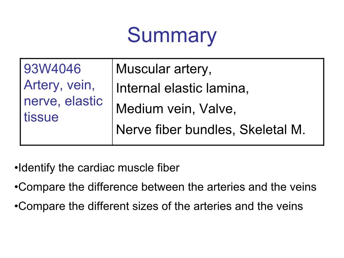 block4_28.jpg - Summary93W4046 Artery, vein, nerve, elastic tissue             Muscular artery, Internal elastic lamina,Medium vein, Valve, Nerve fiber bundles, Skeletal M.¡EIdentify the cardiac muscle fiber¡ECompare the difference between the arteries and the veins¡ECompare the different sizes of the arteries and the veins