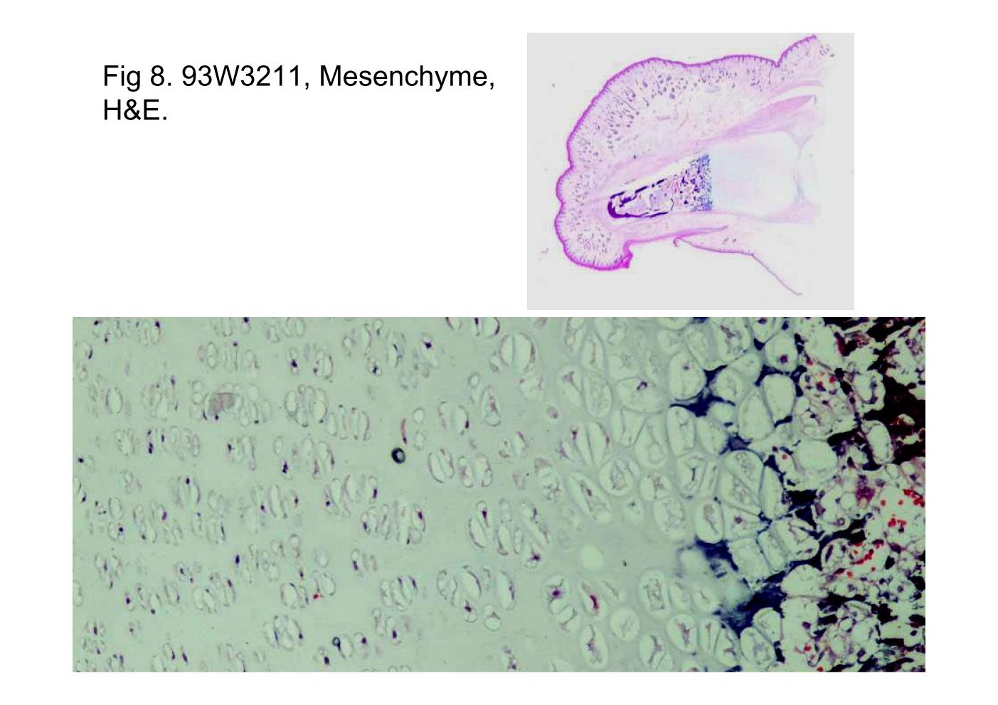 block6-1_19.jpg - Fig 8. 93W3211 Mesenchyme, H&E.This photomicrograph shows a longitudinal section ofembryonic distal phalanx. This developing bone is undergoingendochondral ossification (similar to 93W3279).