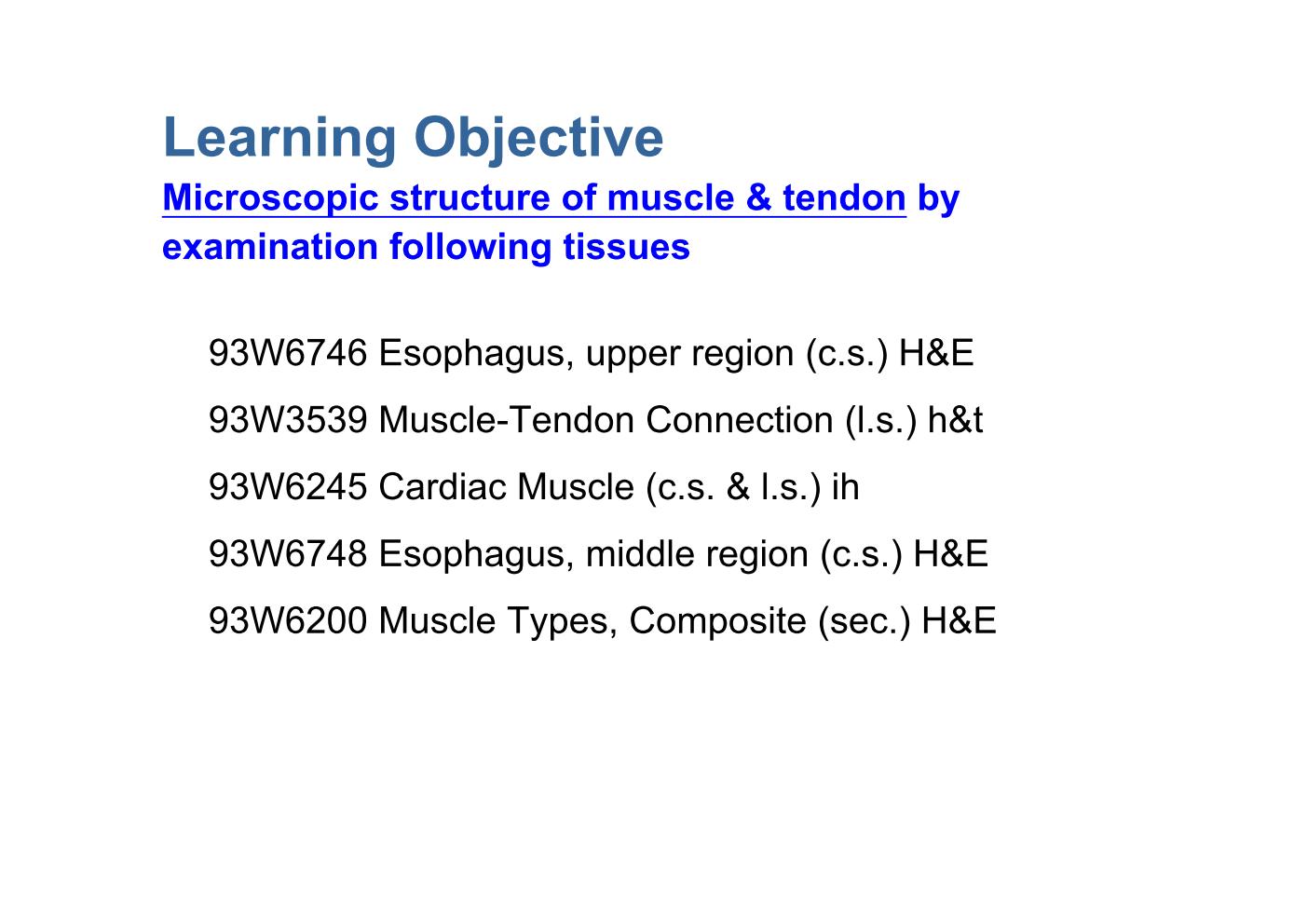 block6-2_04.jpg - Learning ObjectiveMicroscopic structure of muscle & tendon byexamination following tissues  93W6746 Esophagus, upper region (c.s.) H&E  93W3539 Muscle-Tendon Connection (l.s.) h&t  93W6245 Cardiac Muscle (c.s. & l.s.) ih  93W6748 Esophagus, middle region (c.s.) H&E  93W6200 Muscle Types, Composite (sec.) H&E