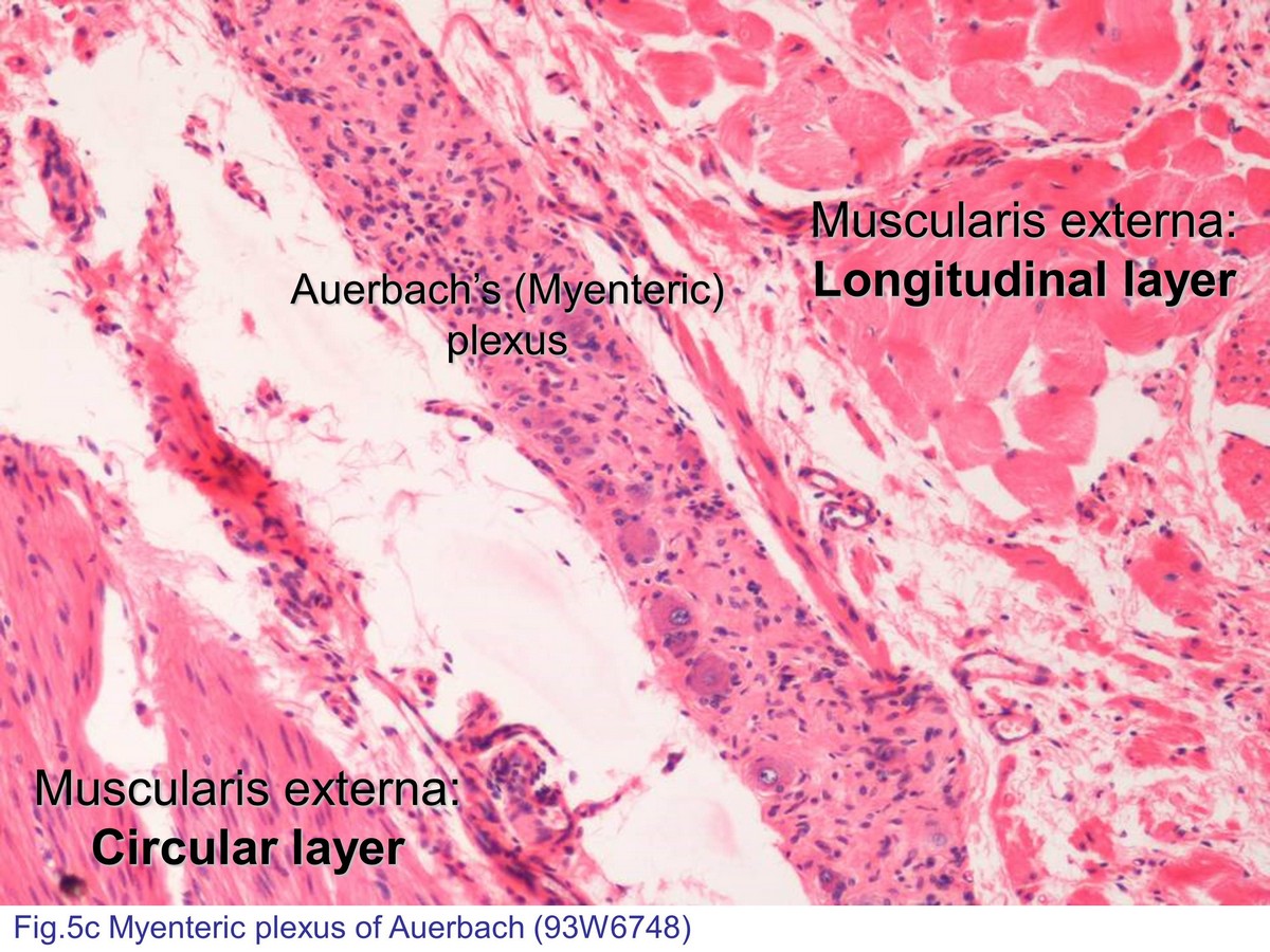 block7_14.jpg - Fig. 5 Micrograph of Auerbach's (myenteric) plexus. TheAuerbach's plexus is the postsynaptic ganglion ofparasympathetic system that located between the space ofcircular and longitudinal layers of muscularis externa ofgastrointestinal tract. The function of those plexusmodulate motor function of GI tract and regulation ofexocrine and endocrine secretion.