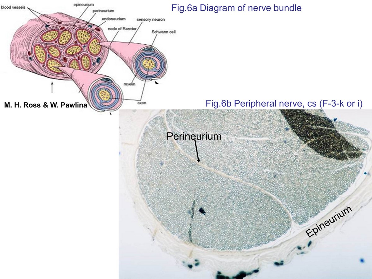 block7_16.jpg - Fig. 6a Diagram of architectures of single nerve bundle.Each nerve bundle surrounded by the dense irregularconnective tissue (epineurium), subdividing into perineuriumthat enclosed nerve fasciculi. Each fasciculi is composed ofnumerous nerves fibers that surrounded by the looseconnective tissues (endoneurium).Fig. 6b Cross section of nerve bundle. Notice the relativelocation of epineurim and perineurium.