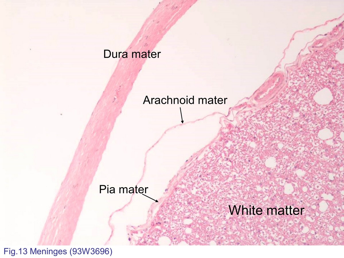 Spinal Cord Slide Dura Mater