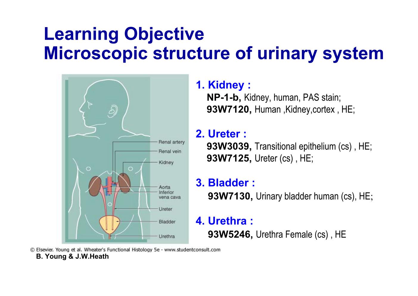 block8_03.jpg - Learning Objective  Microscopic structure of urinary system                       1. Kidney :                         NP-1-b, Kidney, human, PAS stain;                         93W7120, Human ,Kidney,cortex , HE;                       2. Ureter :                         93W3039, Transitional epithelium (cs) , HE;                         93W7125, Ureter (cs) , HE;                       3. Bladder :                         93W7130, Urinary bladder human (cs), HE;                       4. Urethra :                         93W5246, Urethra Female (cs) , HE