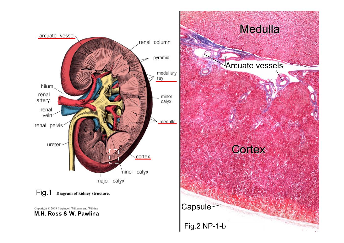 block8_04.jpg - Fig.1 Diagram of kidney structure. The diagram representsa hemisection of a kidney, revealing its structural organization.The white dashed line rectangle shows the orientation offigure2.Fig.2 NP-1-b Kidney, human, PAS stain. PAS staining ismainly used for staining structures containing high proportionof carbohydrate macromolecules, typically found in connectivetissues, mucus, and basal laminae to create a purple-magentacolor. The lower part of the section is the cortex. It is easilydistinguished from the upper portion above the white dashedline, the medulla. The arcuate vessels are located at theboundary between the cortex and the medulla.