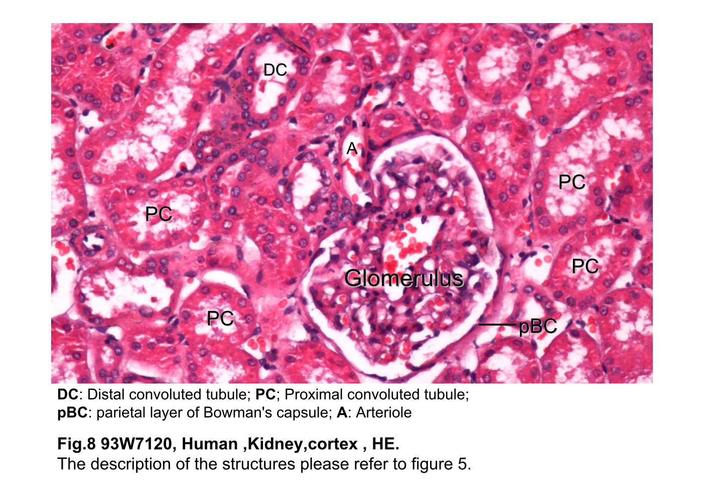 block8_16.jpg - Fig.8 93W7120, Human ,Kidney,cortex , HE.The description of the structures please refer to figure 5.