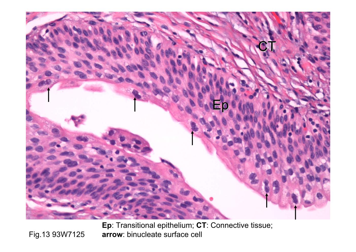 block8_23.jpg - Fig.13 The photomicrograph of ureter mucosa. Thetransitional epithelium (Ep) and its supporting connectivetissue (CT) constitute the mucosa. The surface cells of thetransitional epithelium exhibit a rounded or dome-shapedprofile, and some are binucleate (arrow). The basal cells arethe smallest. The intermediate cells appear to consist ofseveral layers and are composed of cells larger in size thanthe basal cells but smaller than the surface cells.