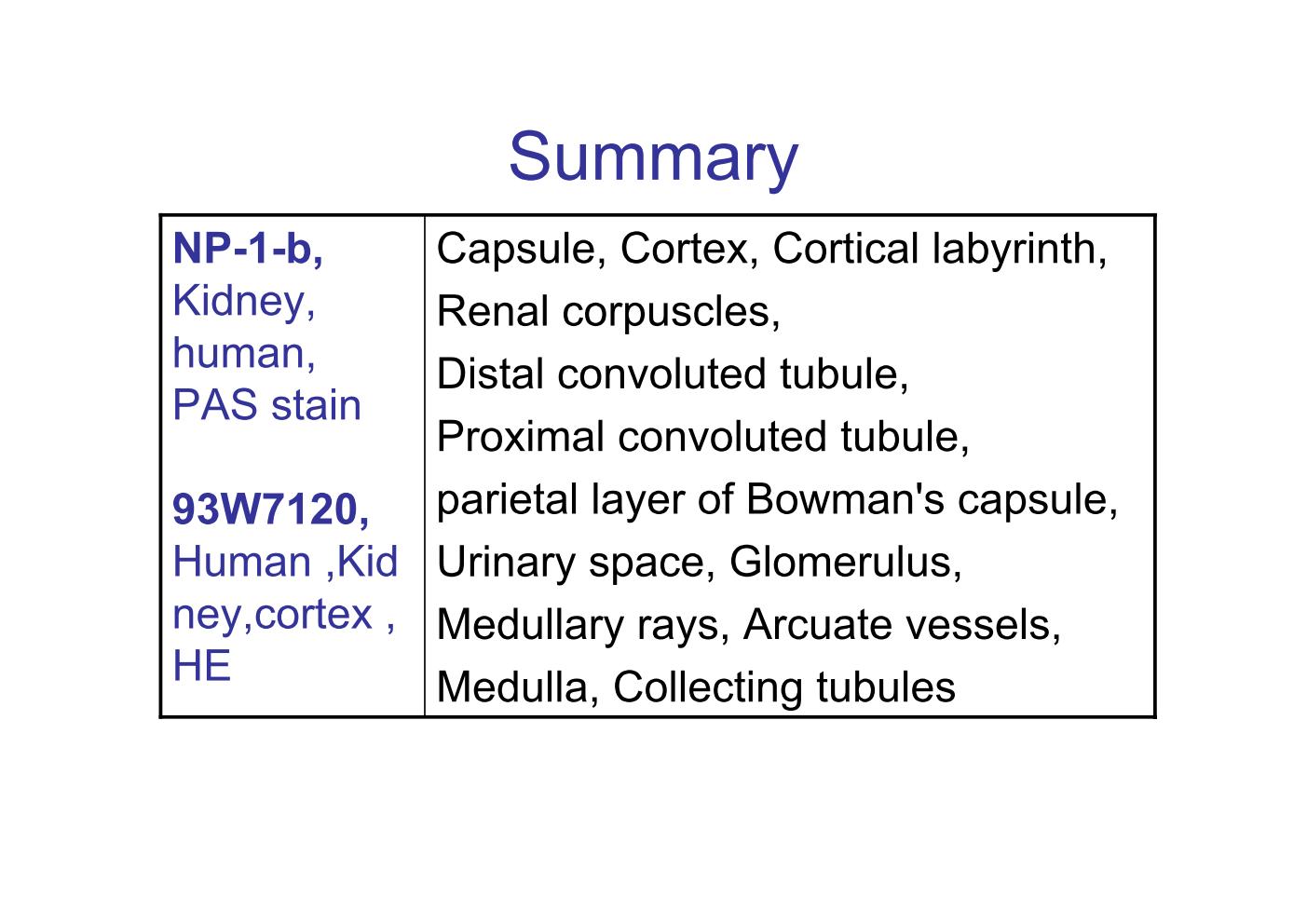 block8_29.jpg - SummaryNP-1-b, Kidney, human, PAS stain   93W7120, Human ,Kidney,cortex, HE Capsule, Cortex, Cortical labyrinth,Renal corpuscles,Distal convoluted tubule,Proximal convoluted tubule,parietal layer of Bowman's capsule,Urinary space, Glomerulus,Medullary rays, Arcuate vessels,Medulla, Collecting tubules