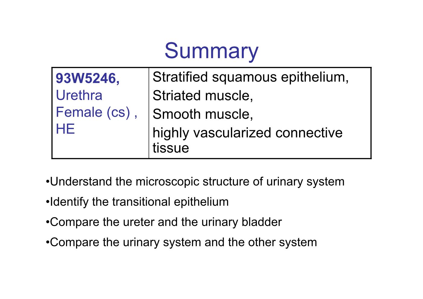 block8_31.jpg - Summary93W5246, Urethra Female (cs), HE                                Stratified squamous epithelium,Striated muscle, Smooth muscle,highly vascularized connective tissue¡EUnderstand the microscopic structure of urinary system¡EIdentify the transitional epithelium¡ECompare the ureter and the urinary bladder¡ECompare the urinary system and the other system