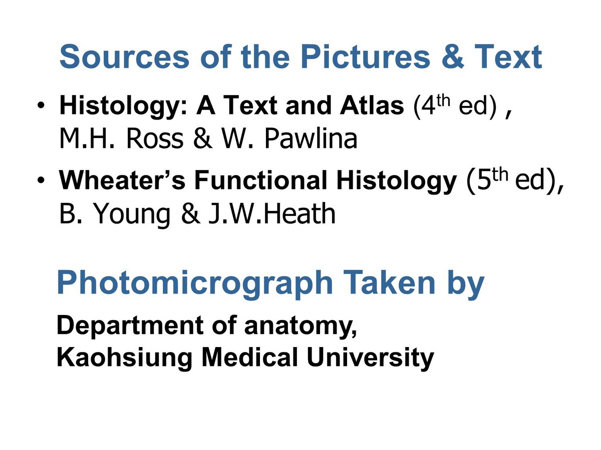 block11_02.jpg - Sources of the Text¡E Histology: A Text and Atlas (4th ed) , M.H. Ross & W. Pawlina¡E Wheater's Functional Histology (5th ed), B. Young & J.W.Heath Photomicrograph Taken by Department of anatomy, Kaohsiung Medical University