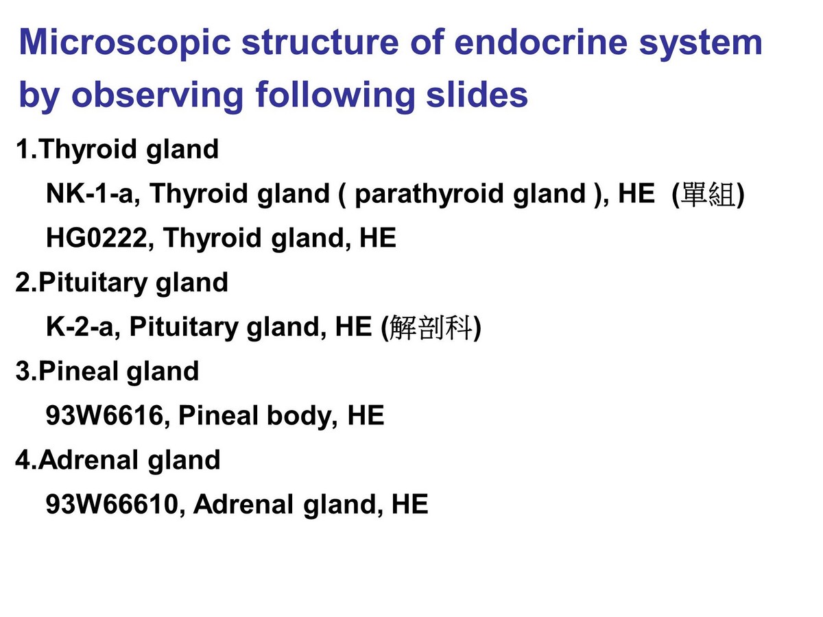 block11_03.jpg - Microscopic structure of endocrine systemby observing following slides1.Thyroid gland  NK-1-a, Thyroid gland ( parathyroid gland ), HE (³æ²Õ)  K-1-a, Thyroid gland, HE (³æ²Õ)2.Pituitary gland  NK-2-c, Pituitary Gland, HE (³æ²Õ)  K-2-a, Pituitary Gland, HE (¸Ñ­å¬ì)3.Pineal gland  K-3-a, Pineal gland ( Epiphysis cerebri ), Monkey, HE (³æ²Õ)4.Adrenal gland  NK-5-a, Adrenal gland, Human, HE (³æ²Õ)
