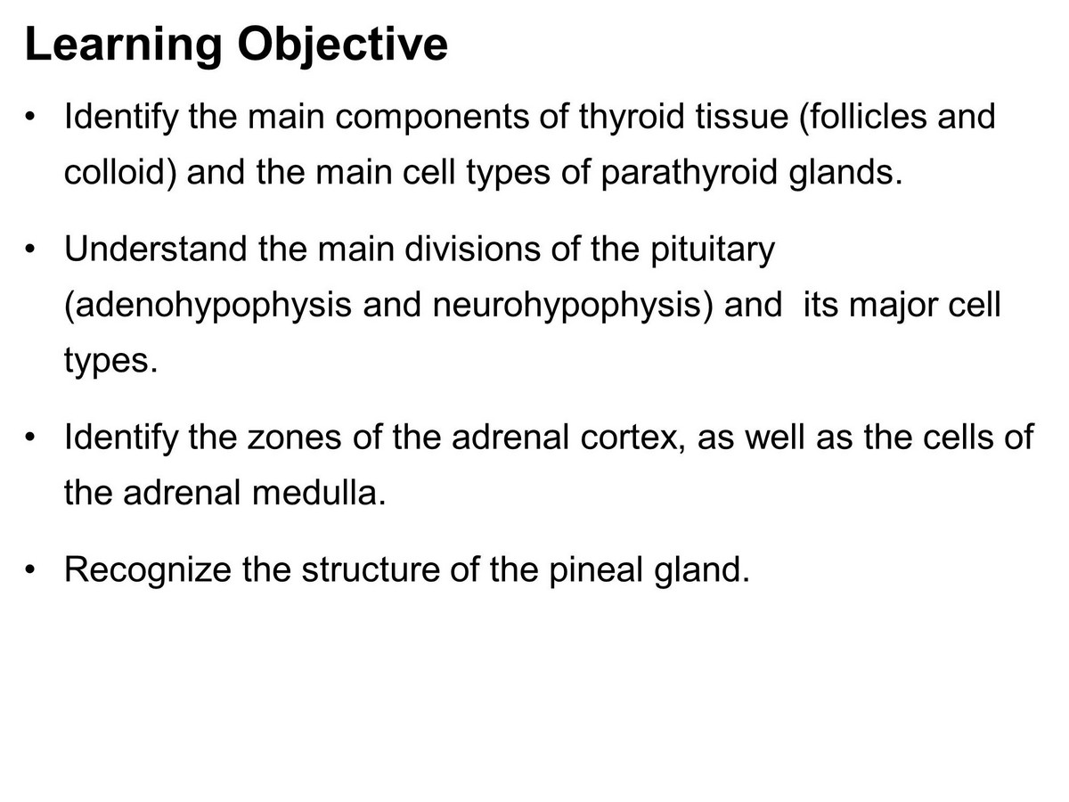 block11_04.jpg - Learning Objective¡E Identify the main components of thyroid tissue (follicles and  colloid) and the main cell types of parathyroid glands.¡E Understand the main divisions of the pituitary  (adenohypophysis and neurohypophysis) and its major cell  types.¡E Identify the zones of the adrenal cortex, as well as the cells of  the adrenal medulla.¡E Recognize the structure of the pineal gland.            follicular cells