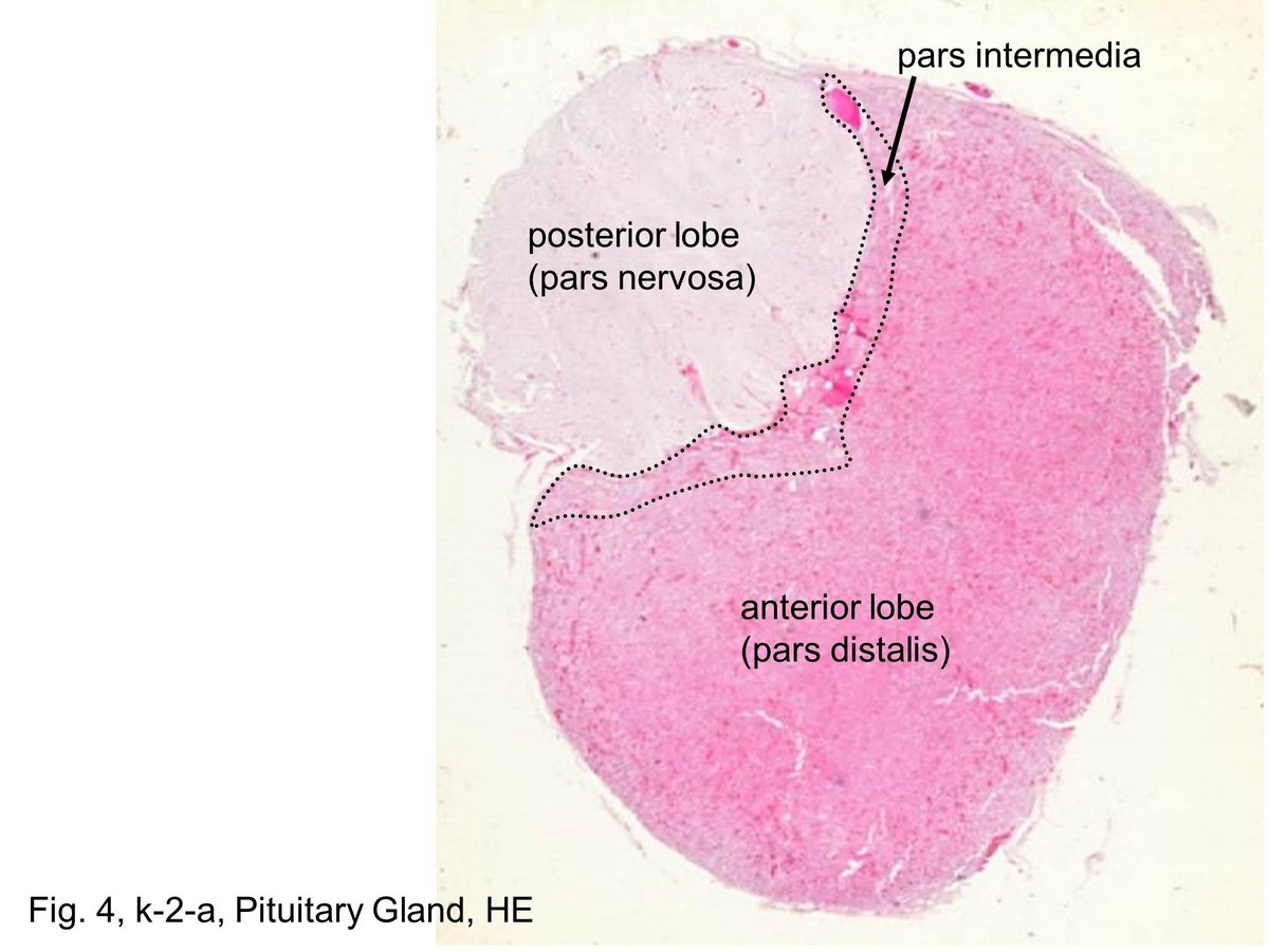 block11_11.jpg - Fig. 4 & 5, NK-2-c, k-2-a, Pituitary Gland, HEThis specimen is an oblique section of the pituitary gland.  The pars nervosa (posterior lobe) is the expanded  portion of the neurohypophysis. The pars distalis is the  largest part of the gland. It contains a variety of cell types  that are not uniformly distributed. This accounts for  differences in staining (light and dark staining areas) that  are seen throughout the pars distalis.