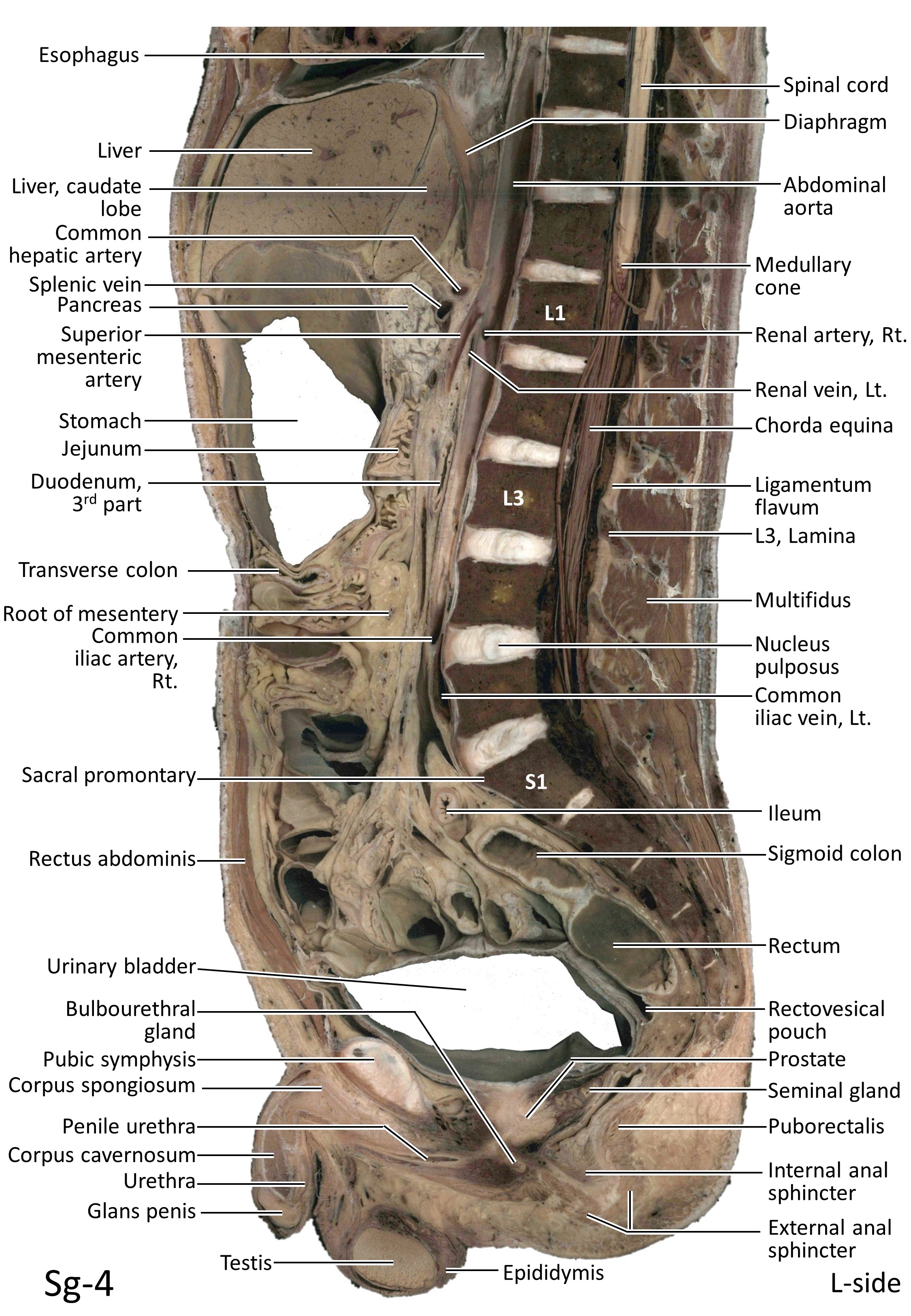 KMU Anatomy Sections